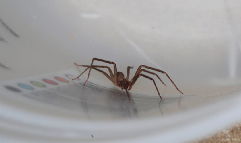 Brown Recluse Spiders in Kentucky: Facts, Myths, and Prevention Tips