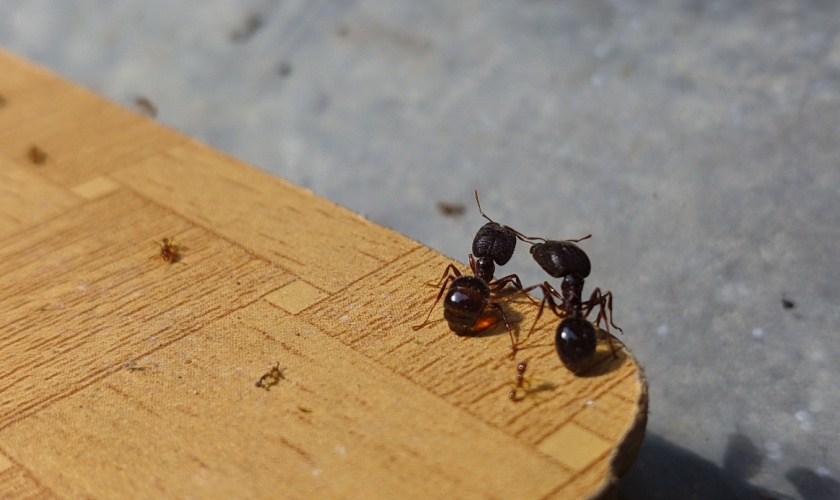 The Most Common Pests Found in Fayette County Homes