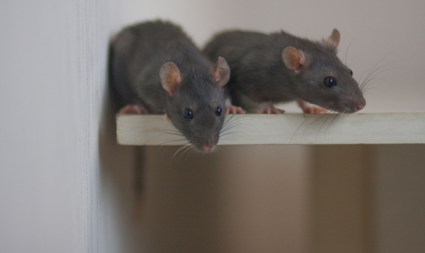 Why Rodents Start Moving Into Lexington Homes Every September