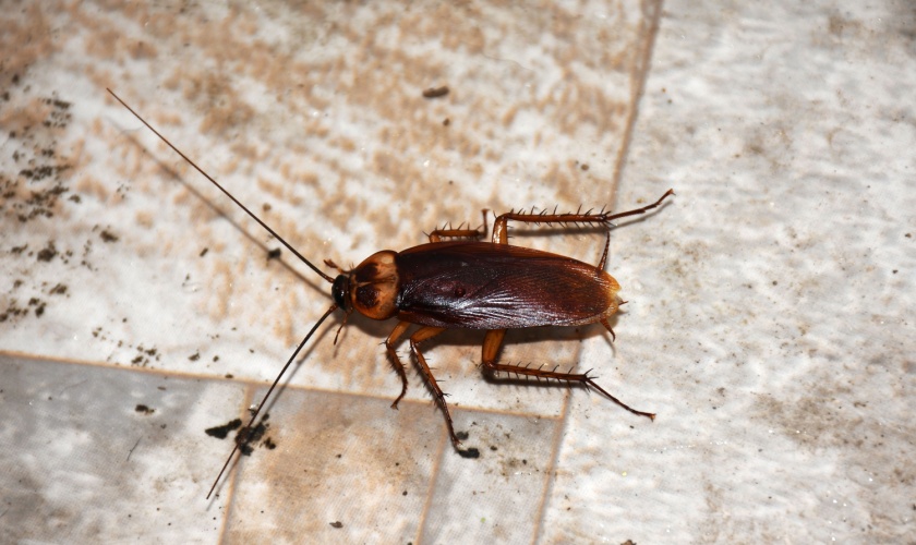 Common Bugs Found Around UK Campus Homes