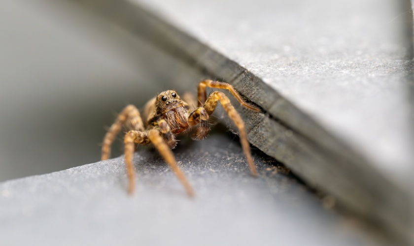 Why Are Spiders Suddenly Everywhere in Lexington Homes This August?