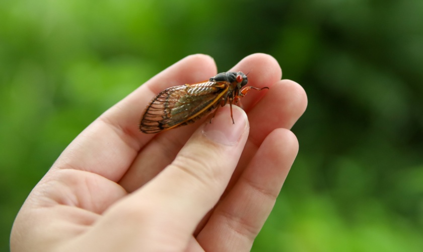 Are Cicadas Attracting More Pest Problems Around Lexington Homes This Year?