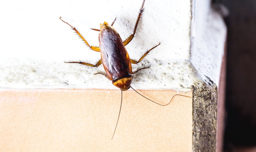 How Kentucky’s Humid Summers Create the Perfect Environment for Cockroaches
