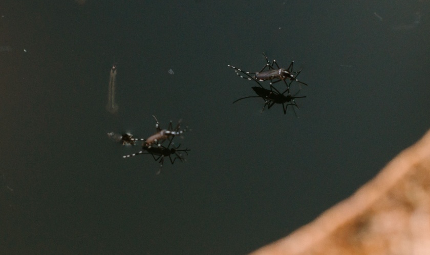 The Hidden Mosquito Hotspots Around Lexington Backyards You Might Be Overlooking