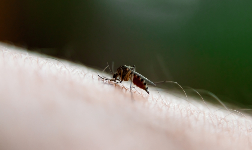How Lexington’s Stormwater Ponds and Drainage Systems Affect Mosquito Activity